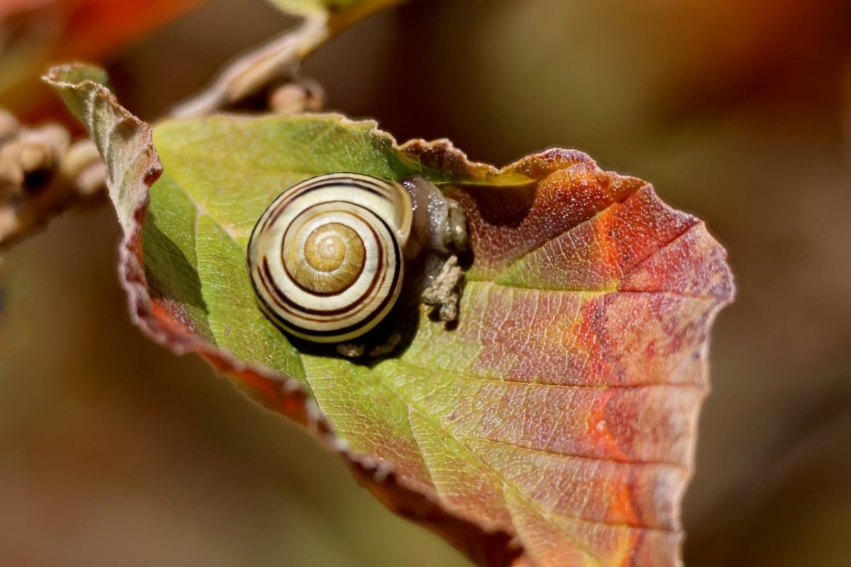 snail, leaf, wilted, nature, close-up, green, autumn, shell, garden, natural world, autumn colors, biology, herbivore, ecology, yellow, leaf color, variegated, background, details, elegant