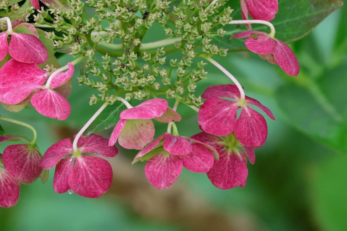 hydrangea, flower, pink petals, ornamental shrub, macro photography, nature, garden, branches, fresh, close-up, blurred background, botany, perspective, summer, outdoors, calm, beauty, gardener's guide, pink color, blooming