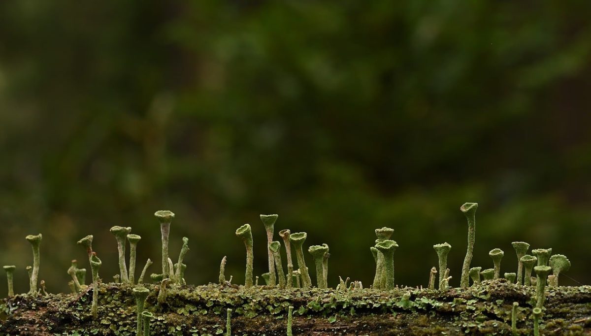 lichen, trumpet lichen, forest, moss, nature, autumn, close-up, green, forest floor, tree stump, mossy, environment, natural texture, ground, biotope, ecosystem, organic material, ecology, forest ecosystem