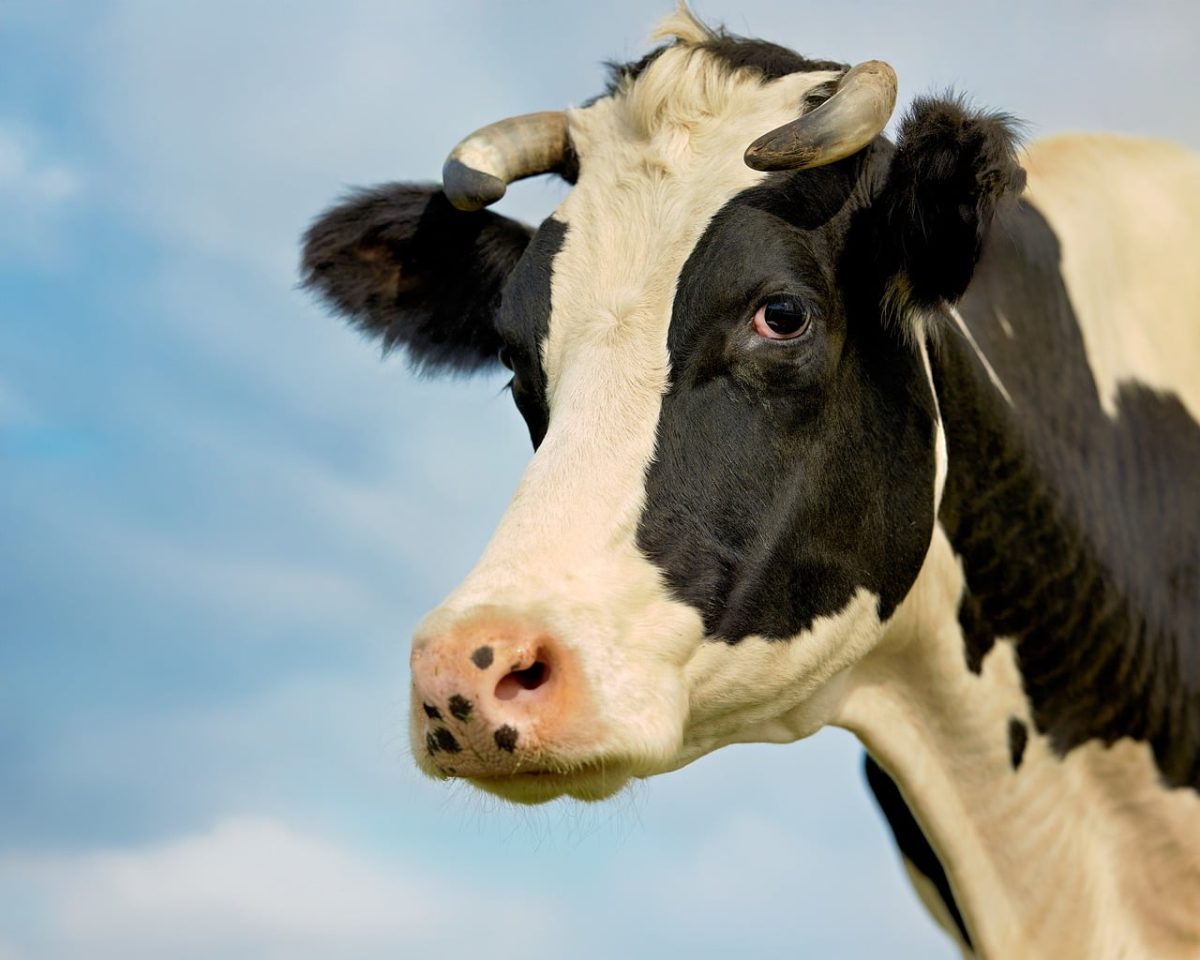 cow, livestock, holstein, portrait, agriculture, farm, animal, head, blue sky, nature, black-white, horns, dairy, pasture, mammal, rural, meadow, spot, breeding, countryside, agricultural animal, frontal view