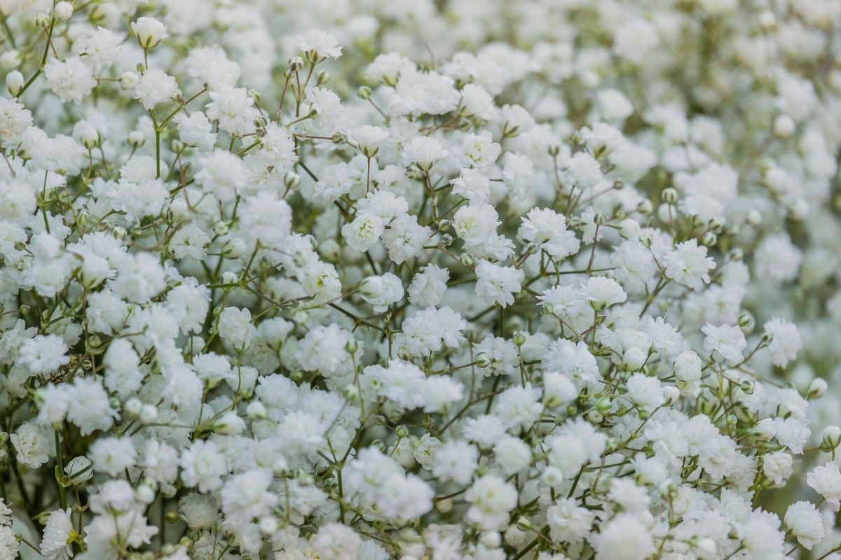 flowers, full hd wallpaper, beautiful wallpaper, desktop backgrounds, baby's breath, free background, white flowers, nature, flower background, bouquet, delicate flowers, windows wallpaper, wallpaper hd, 4k wallpaper, spring flowers, wallpaper 4k, free wallpaper, beautiful flowers, romantic, blooming, elegant, citrus scent, mac wallpaper, decoration, flower wallpaper, hd wallpaper, wedding flowers, fresh flowers, floral pattern, softness, 4k wallpaper 1920x1080, abundance, background, laptop wallpaper, floristry, cool backgrounds, gentle fragrance