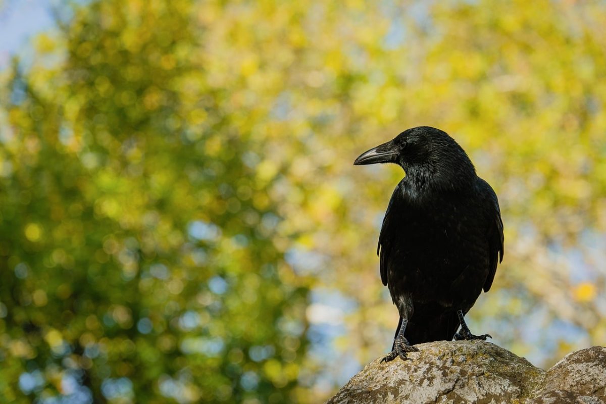 raven, black bird, tree, nature, stone, bird of prey, black, animal, avian, autumn, wildlife, foliage, in the background, day, ornithology, proximity, daylight, natural habitat, calm, mountainous area