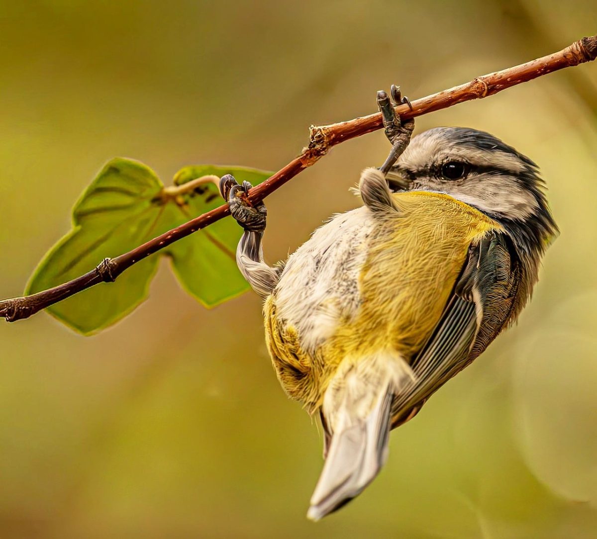 blue tit, nature, bird, avian, yellow breast, twig, balance, wildlife, soft background, bokeh, hd wallpaper, acrobat, branch, blue and yellow, eurasian blue tit, wild, intimate background, feather, background, wallpaper, Hungary, Budapest
