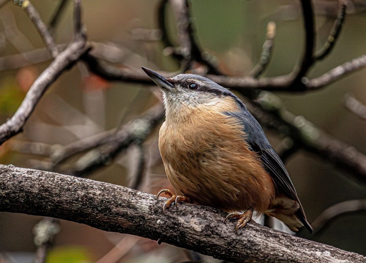 nuthatch, hd wallpaper, forest, branch, bird, wildlife, nature, background, beak, feathers, camouflage, colors, animal, looking, habitat, twigs, country, image, wallpaper, blue, brown, Hungary, Budapest