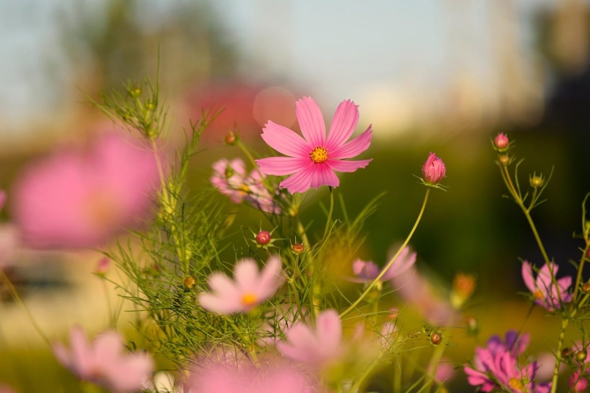 flower, garden, cosmos, pink, free wallpaper, november, nature, sunny, background, windows wallpaper, wallpaper, floral background, bright, wallpaper 4k, summer, wildflower, hd wallpaper, blooms, wallpaper hd, beautiful wallpaper, beautiful nature, 4k wallpaper 1920x1080, flower background, desktop backgrounds, vibrant pink, nature background, laptop wallpaper, nature wallpaper, flower wallpaper, contrast, cool backgrounds, full hd wallpaper, beautiful flowers, autumn, 4k wallpaper, free background, mac wallpaper, outdoor, idyllic, beauty, blurred