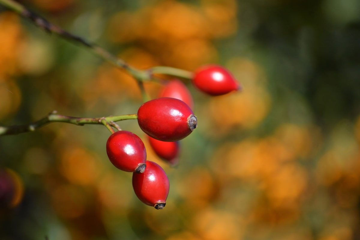 rosehip, fruits, nature, red, berries, background, macro, ripeness, autumn, garden, botany, twig, plant, nature wallpaper, light effect, sprout, ecology, wild rose, flower bed