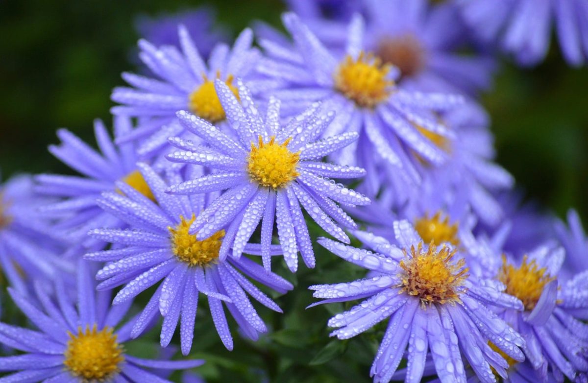 purple flower, morning dew, water droplets, nature, autumn flower, nature wallpaper, garden flower, perennial, asters, natural beauty, insects on flowers, wet flowers, fern, green background, freshness, ornamental plant, beautiful blooms, botany, blooming, ecological