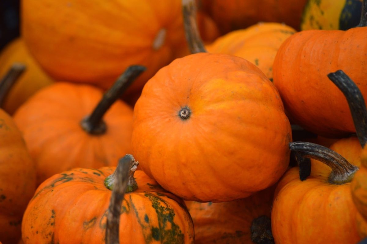 pumpkin, harvest, organic, vegetable, fresh, autumn decoration, halloween, decorative, cucurbita, yellow, green, texture, colorful, autumnal, plant, farming, ripe, still life, agricultural product, autumn harvest