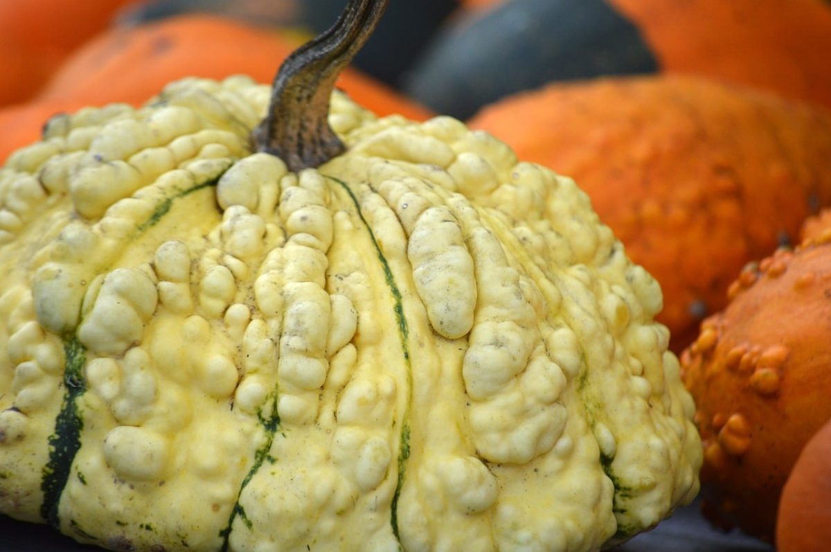 pumpkin, patisson, decoration, autumnal, harvest, pattern, texture, natural, autumn decoration, hd background, knobby, nature, surface texture, flat shape, gourd, quirky, pumpkin on stem, shapes and textures