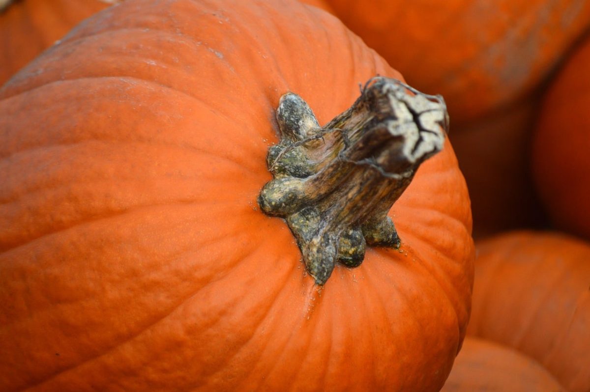 pumpkin, harvest, organic, fresh, vegetable, autumn, halloween, decoration, healthy, autumn theme, cucurbita, embellishment, autumn harvest, farming, pumpkin carving, autumn beauty, eco-friendly, natural product, plant-based