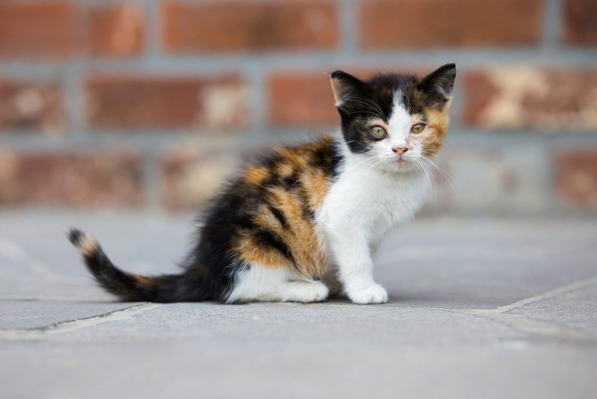 kitten, calico, cat, nature, cute, pet, brick, wall, floor, sitting, orange, black, portrait, outdoors, young, animal, smoky, fur, tile, hairy, street scene, exterior