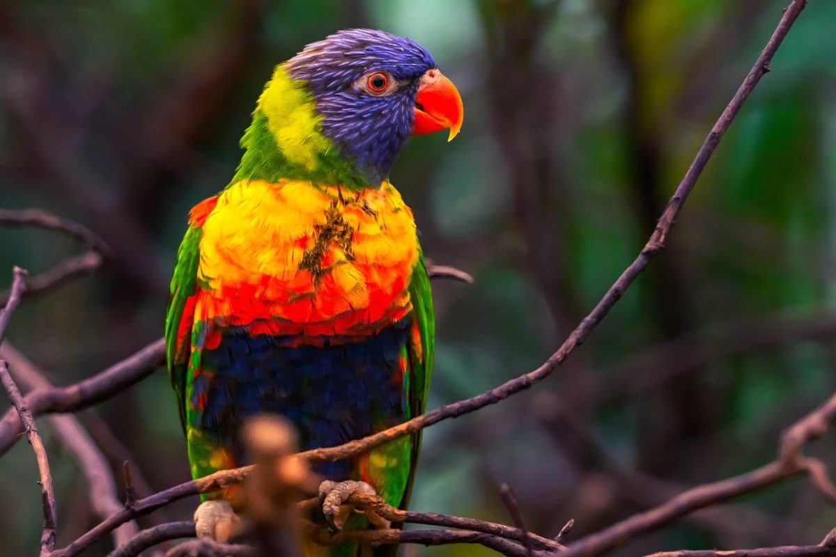 rainbow lorikeet, colorful bird, exotic bird, colorful feathers, wild fauna, tree branches, natural environment, sitting bird, bright colors, ornithology, sunlight, native species, little bird, yellow, nature, parrot, green, orange, wilderness, jungle