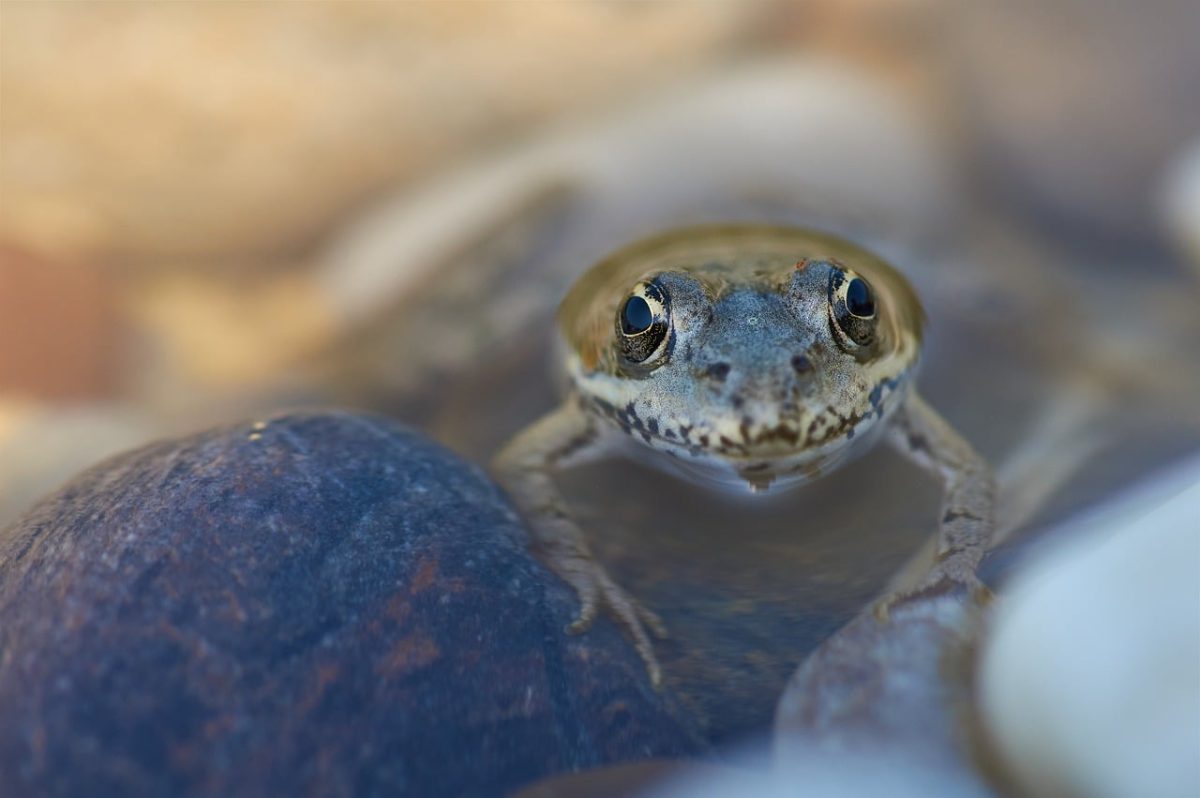 frog, river, stone, water, nature, macro photography, detail, close-up, camouflage, fauna, wild, skin, eyes, creeping, animal, front view, frog mouth, natural habitat, water edge, alive
