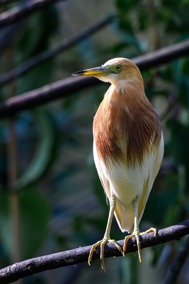 bird, nature, animal world, ornithology, feathers, birdwatching, wild, tree, sitting, fauna, nature background, ecosystem, daylight, balance, peaceful, observation, calm scene, natural habitat, green leaves
