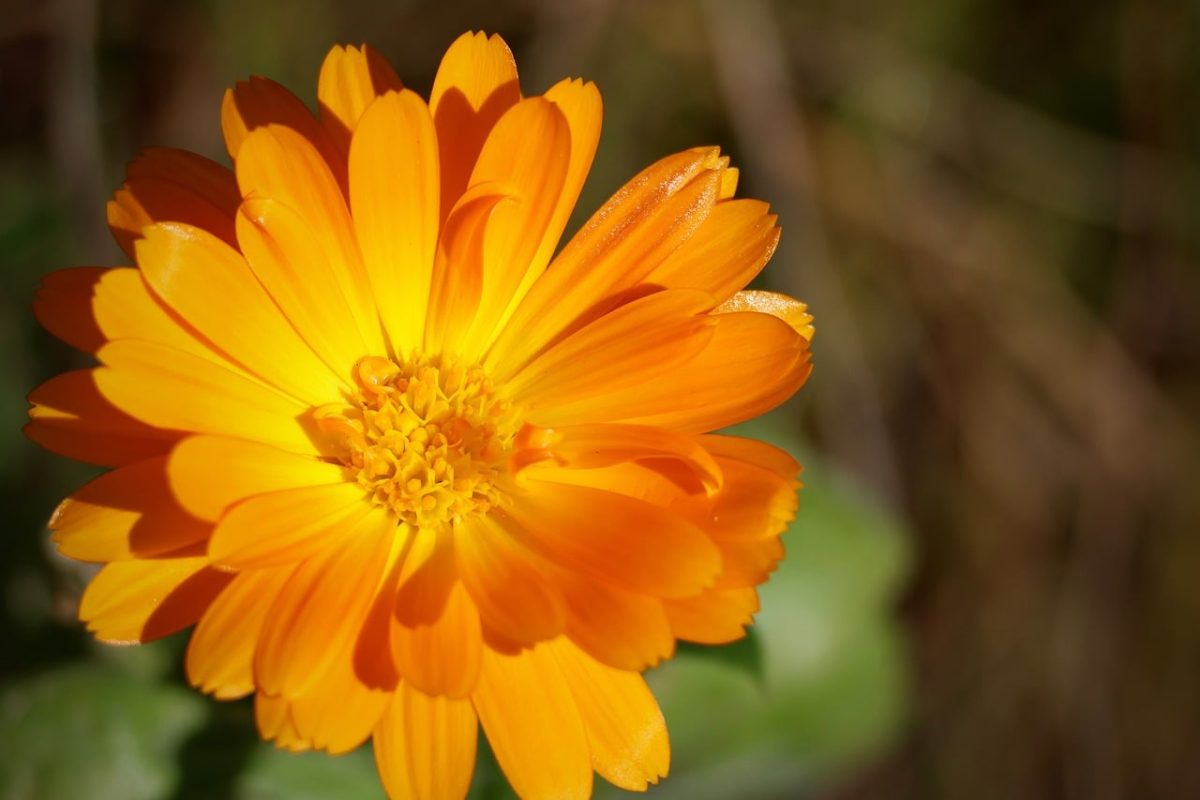 calendula, flower, orange, petals, gardening, bright, nature, closeup, garden, simple, beautiful, botany, summer, outdoor, skincare, medicinal herbs, home remedy, daylight, bokeh, natural beauty, macro