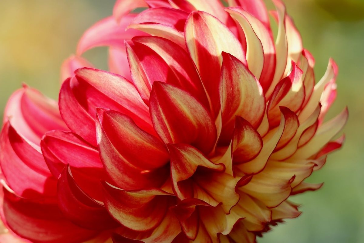 dahlia, flower, petals, bicolor, nature, macro, beauty, red, yellow, summer, detail, garden, showy, symmetry, precious, elegance, reddish, background, natural, shade