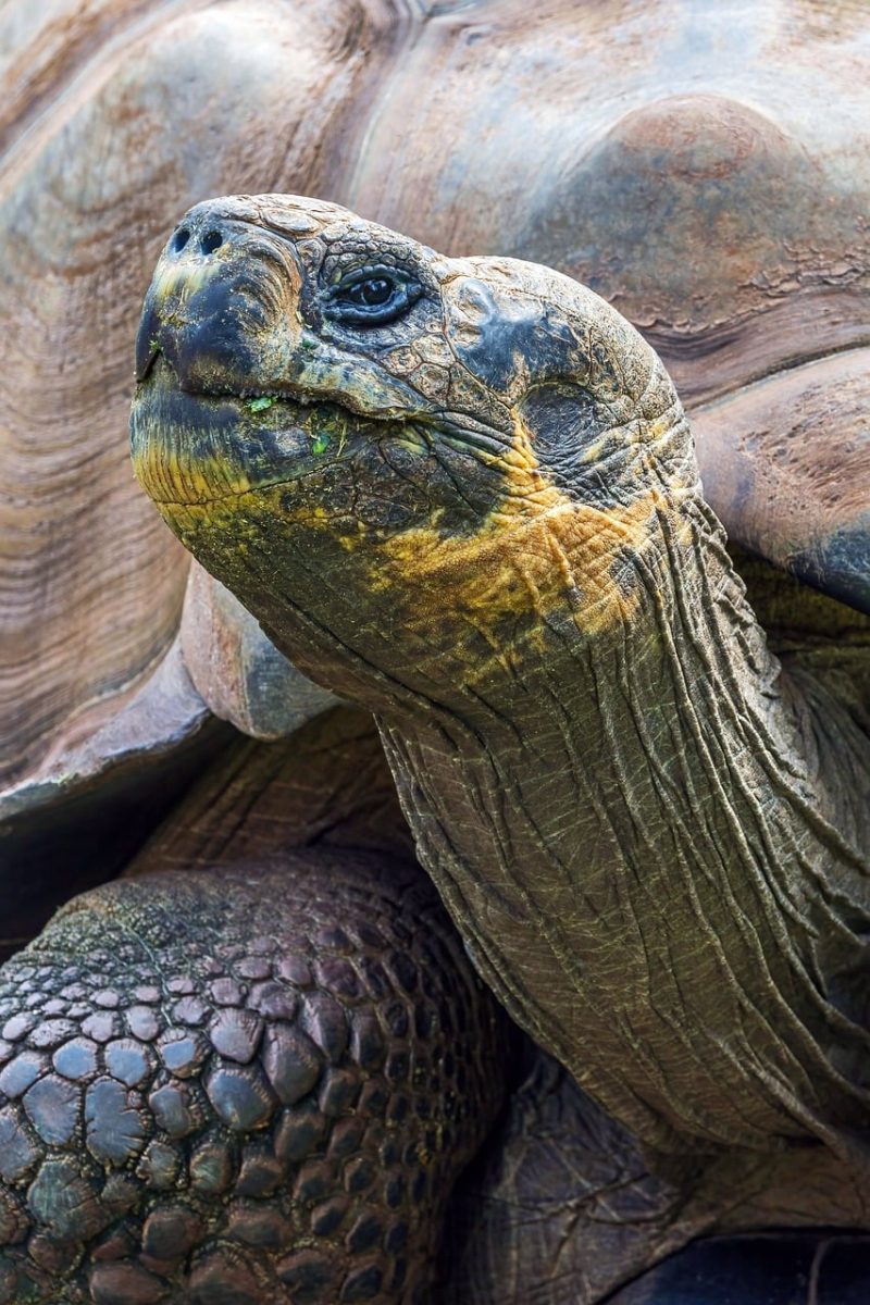 tortoise, galapagos tortoise, zoo, nature, old, reptile, mature, tortoise shell, slow, giant tortoise, wildlife, asian zoo, scales, land tortoise, south america, turtle, dry environment, habitat, explore, biology