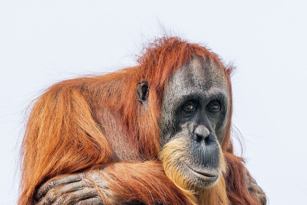 orangutan, primate, animal, ape, threatened, zoo, wildlife, fur, arboreal, conservation, perth zoo, red fur, nature, animal conservation, eco, mammal, chimpanzee, bornean orangutan, natural, captivity