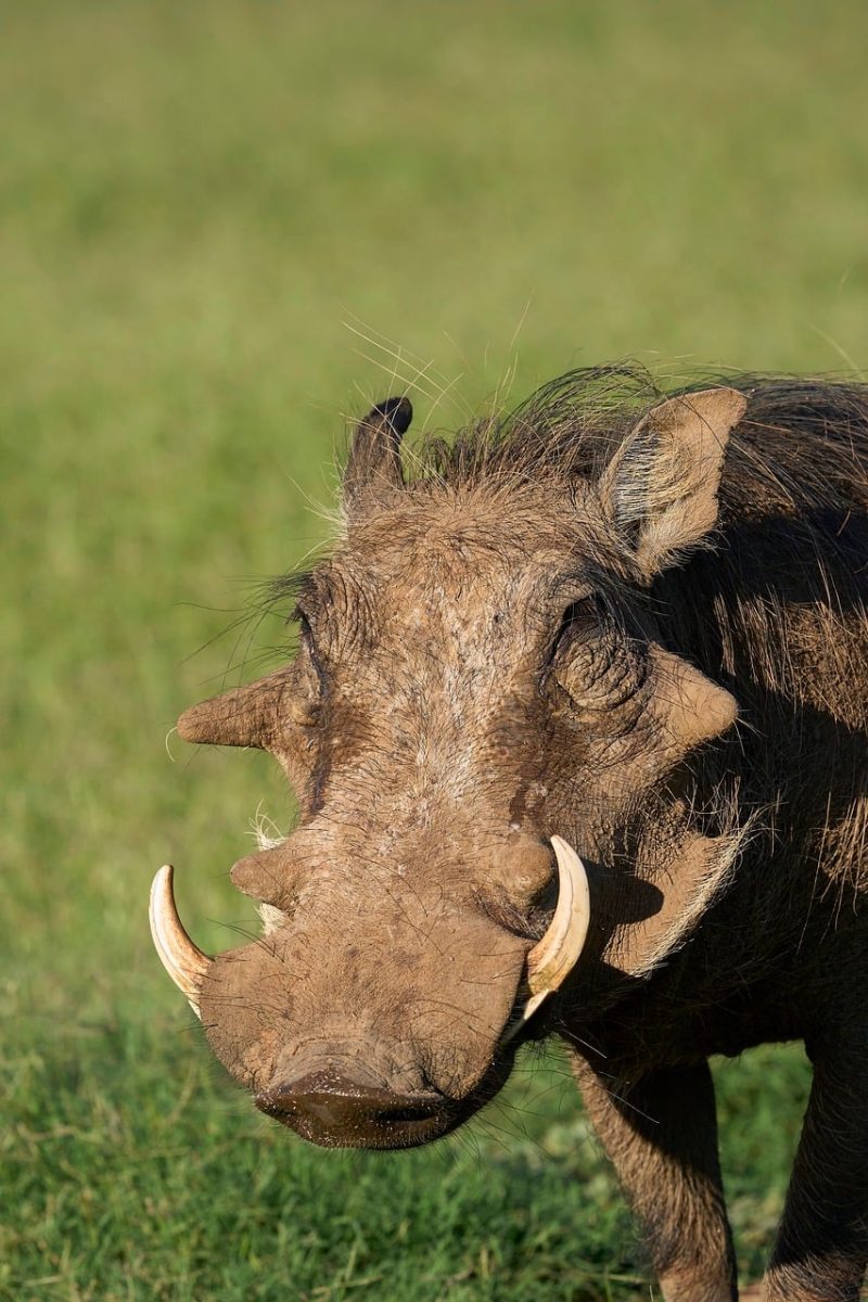 warthog, african wildlife, wild boar, mammals, wild nature, green grass, large tusks, natural habitat, african savanna, nature, wild animals, wilderness survival, ecosystem, nature reserve, land animals, freerange animals, biodiversity, safari, conservation, wildness