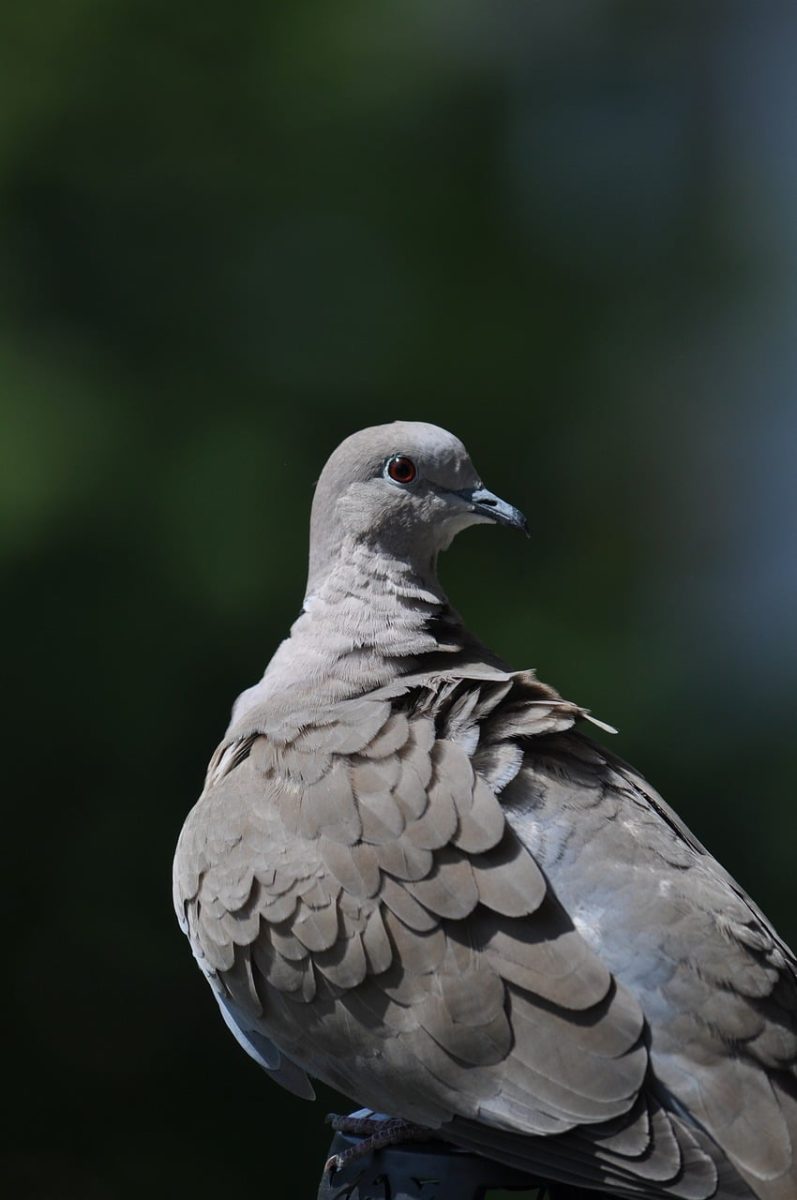 dove, bird, brown, feathers, wild, nature, light, green, animal, beautiful wallpaper, park, details, natural, alert, wildlife, background, blade, eyes, striking, calm, beautiful