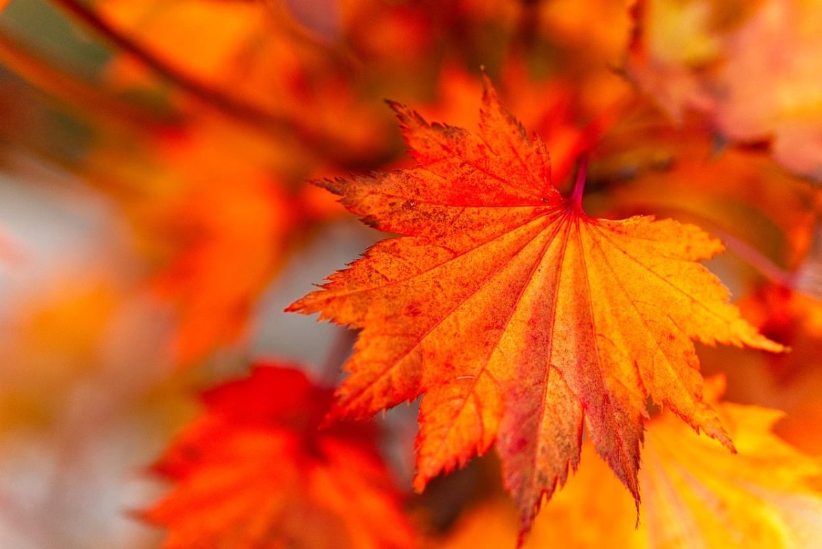 leaf, autumn, nature, orange, vibrant, detail, autumn leaf, macro, blurred, yellow, bright, beauty, tree, season, alive, sap, earth, warm, color