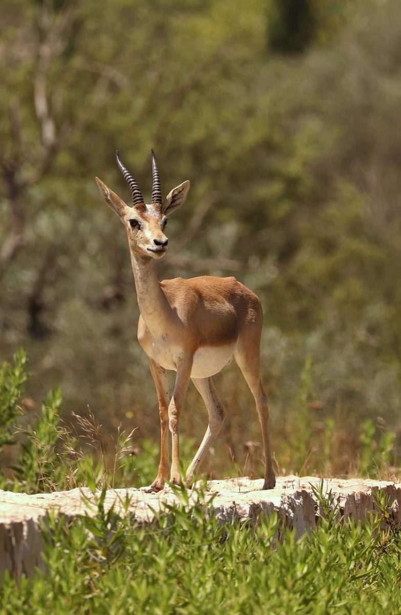 gazelle, wildlife, mammal, nature, horns, summer, sunlight, standing, grass, wilderness, greenery, outdoor, environment, portrait, antler, israeli nature, safari, animal, fauna, natural habitat