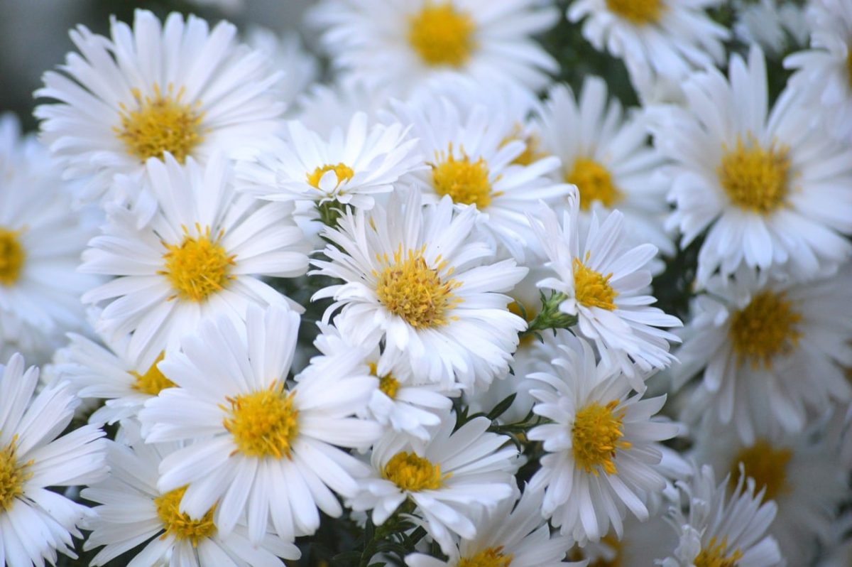 flowers, white flowers, bright yellow center, nature, autumn flower, aster, ornamental plant, chrysanthemum, nature wallpaper, autumn motif, autumnal decoration, horticultural plant, autumn, inflorescence, seasonal plant, petals, insect-friendly, garden, flower photography, decorative flower