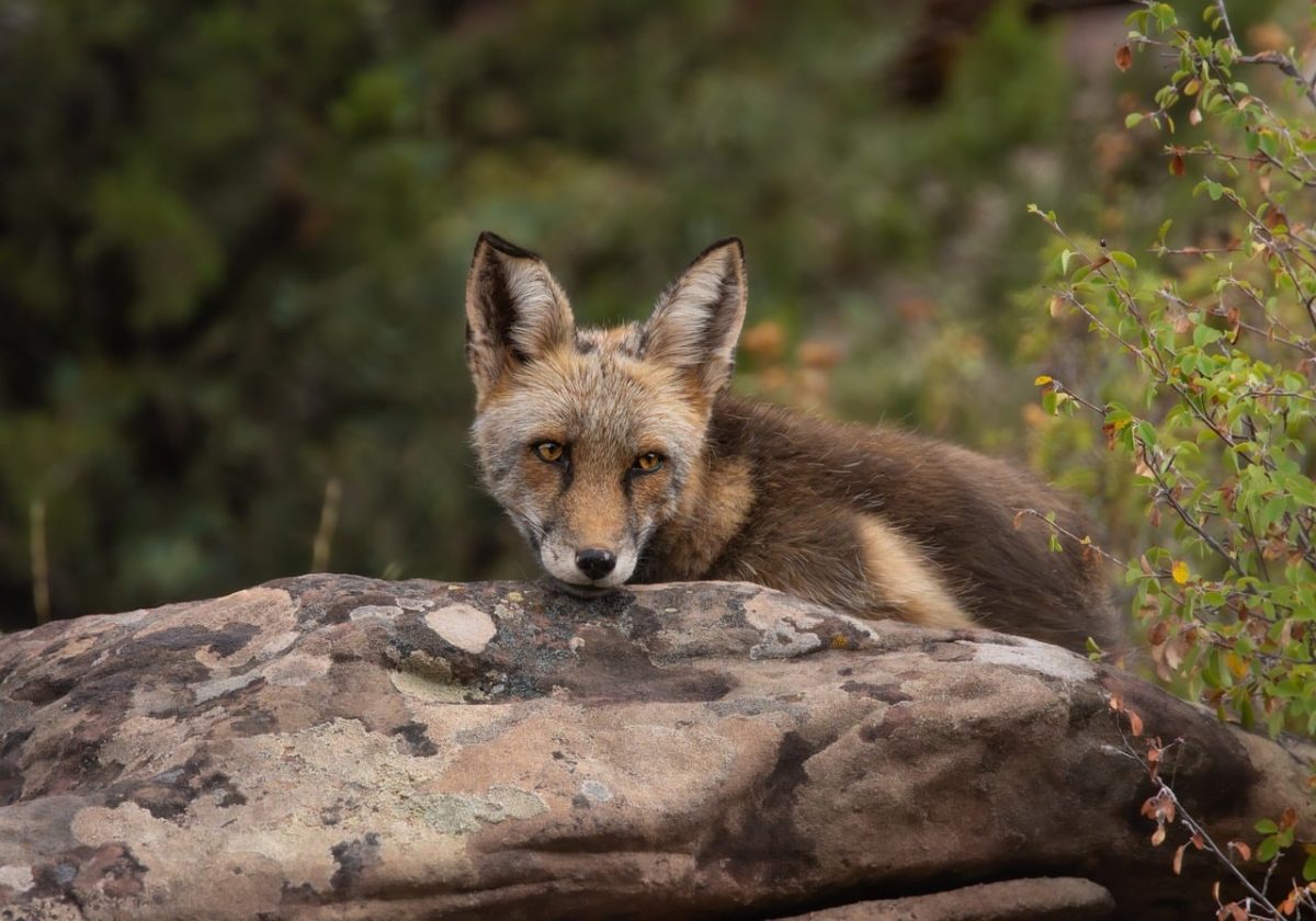 fox, wildlife, mammal, nature, fur, predator, rock, bushes, fauna, wild, sitting, resting, animal, animal kingdom, wilderness, daylight, normal, thick fur, calm, reddish-brown