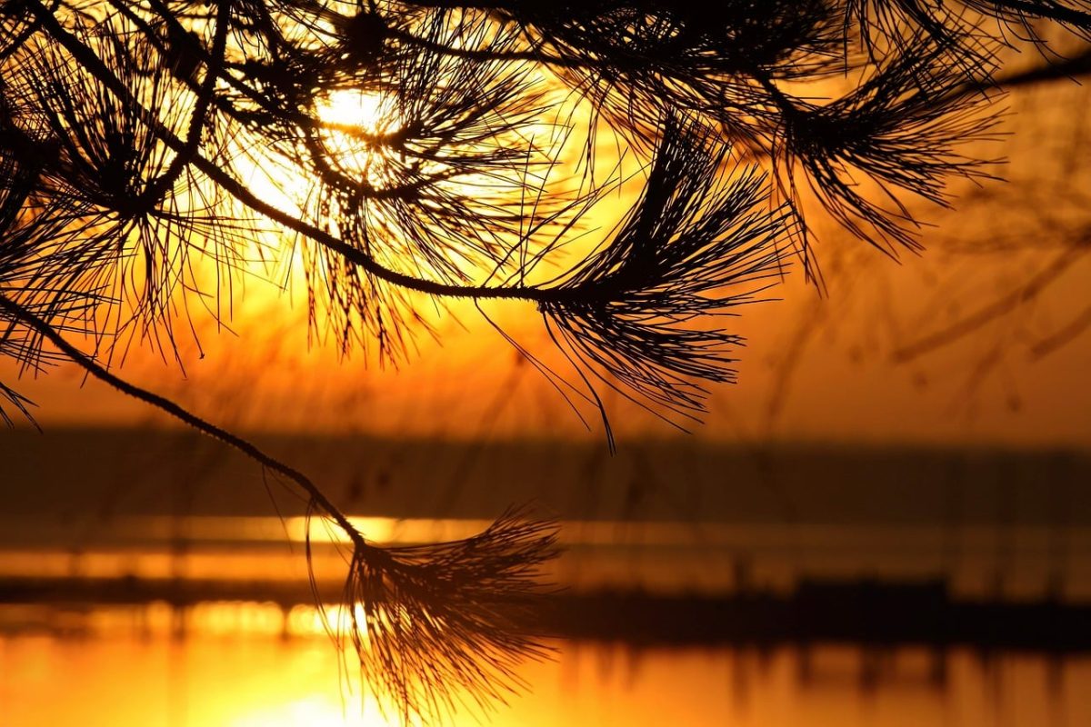 landscape, autumn, sunset, red light, lake, forest, reflection, water surface, trees, silhouette, orange, tree branches, evening light, tranquility, western horizon, natural light, calm, evening time, golden hue, aloe