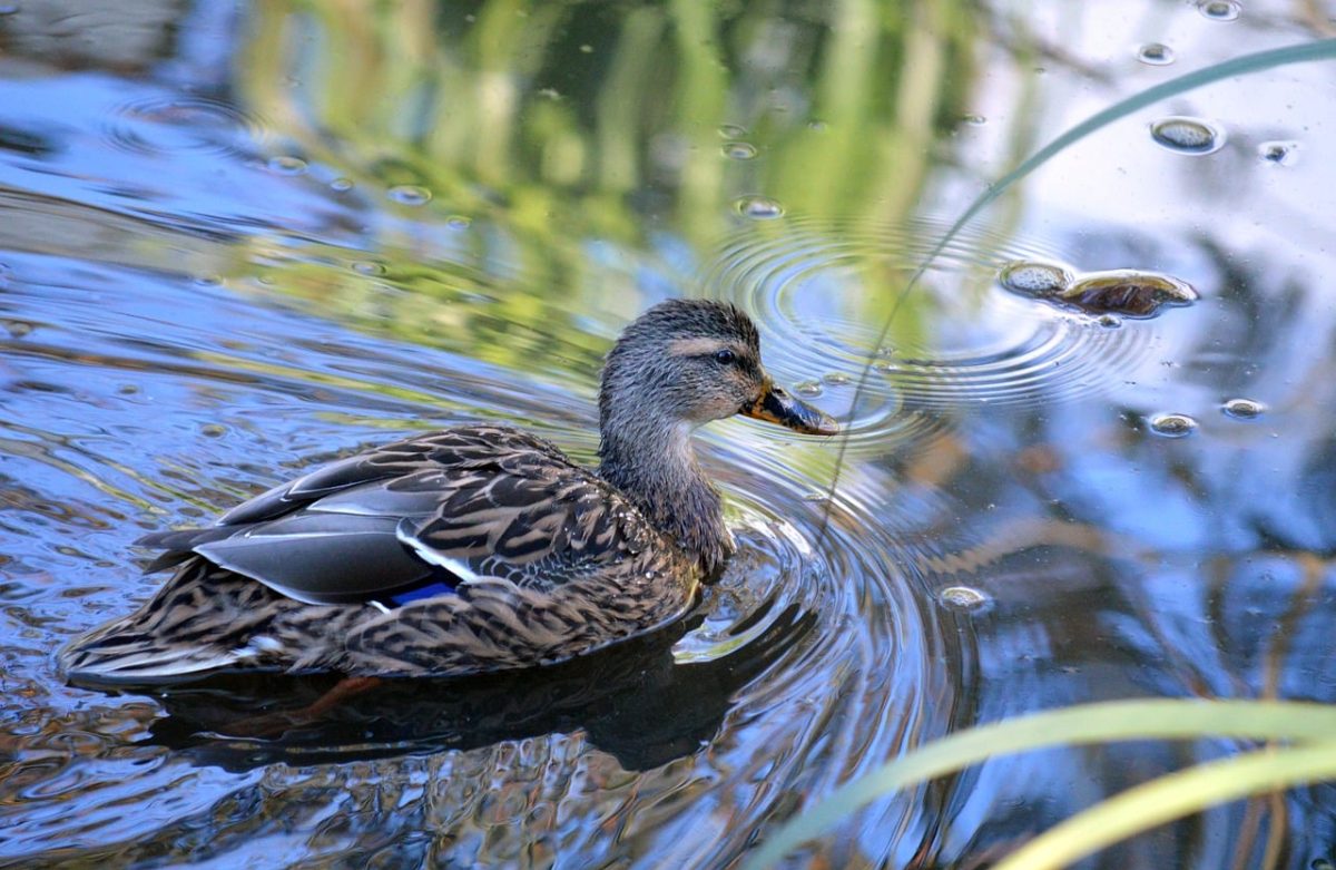 wild duck, water reflection, swimming, feathers, nature, water bird, animal, duck pond, calm water, ecosystem, on the water, wildlife, green background, movement in water, mirror reflection, peaceful nature, duck bird, water surface, natural beauty, wild bird