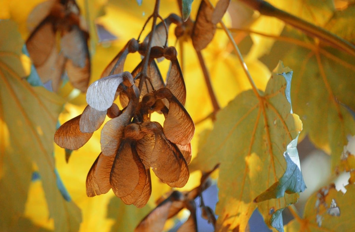 maple seeds, backlight, nature, autumn, leaves, leaf veins, autumn colors, maple propeller, sycamore, nature wallpaper, maple tree, nose clamp, maple fruits, fir tree, seeds, double nuts, winged seeds