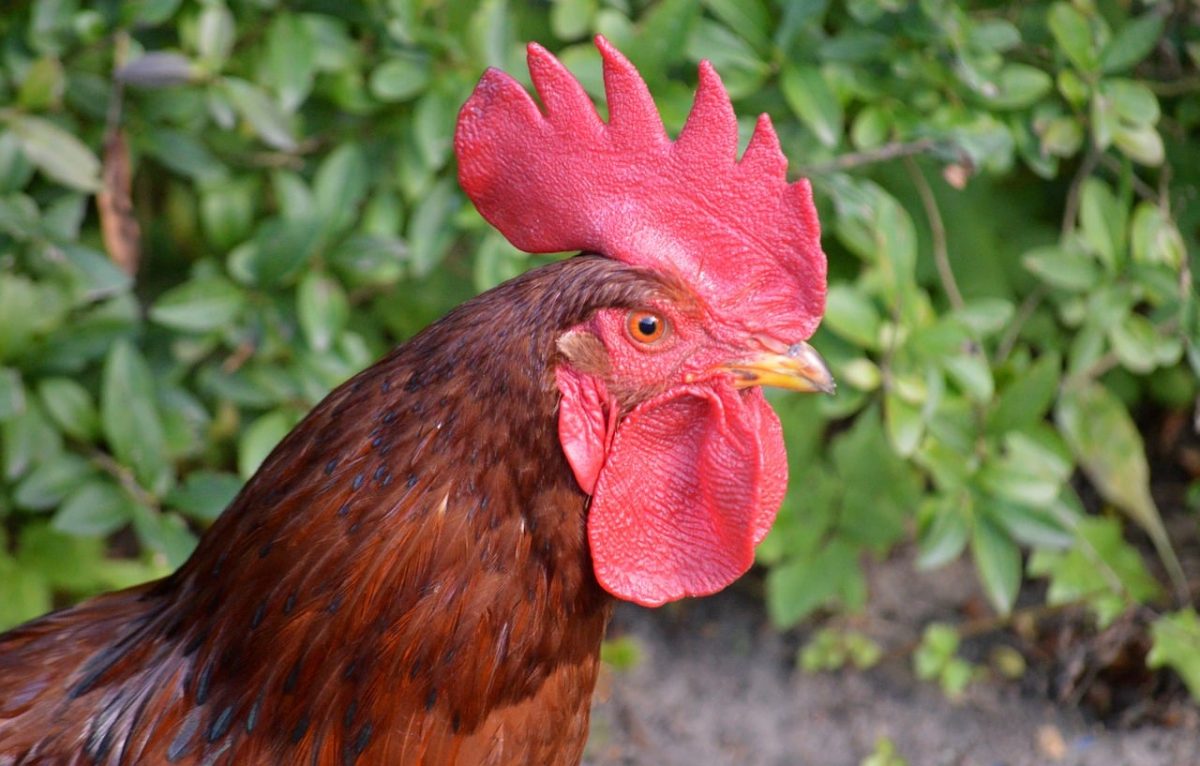 rooster, agriculture, farm, animal husbandry, comb, free range, feathers, pride, rural, nature, fauna, wattle, plumage, poultry, cock, wildlife, chicken breed, male chicken, dewlap
