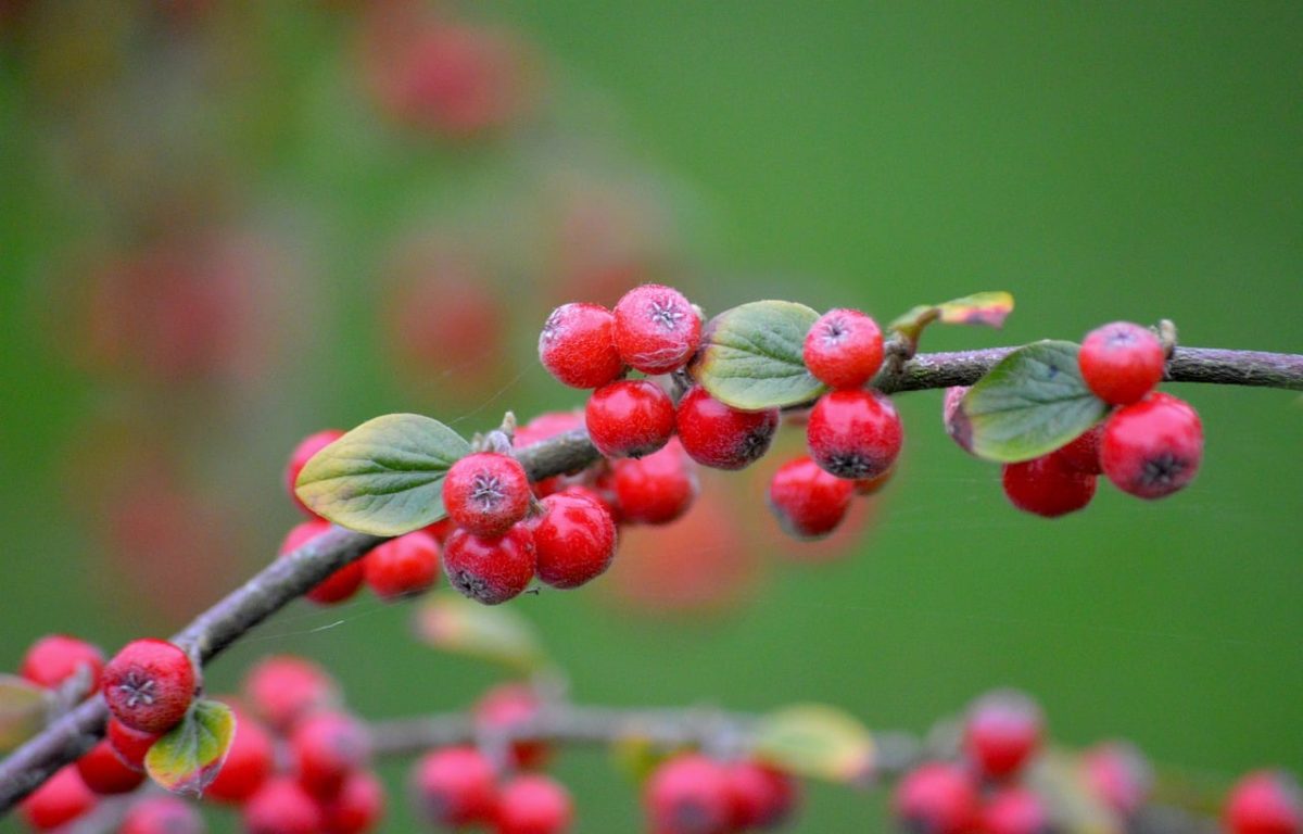 red berries, cotoneaster, green leaves, shrub, autumn, nature, horticulture, blurred background, natural color, ornamental shrubs, fruit, garden design, high resolution, macro photography, simplicity, botany, wild fruits, simple design, chestnut color