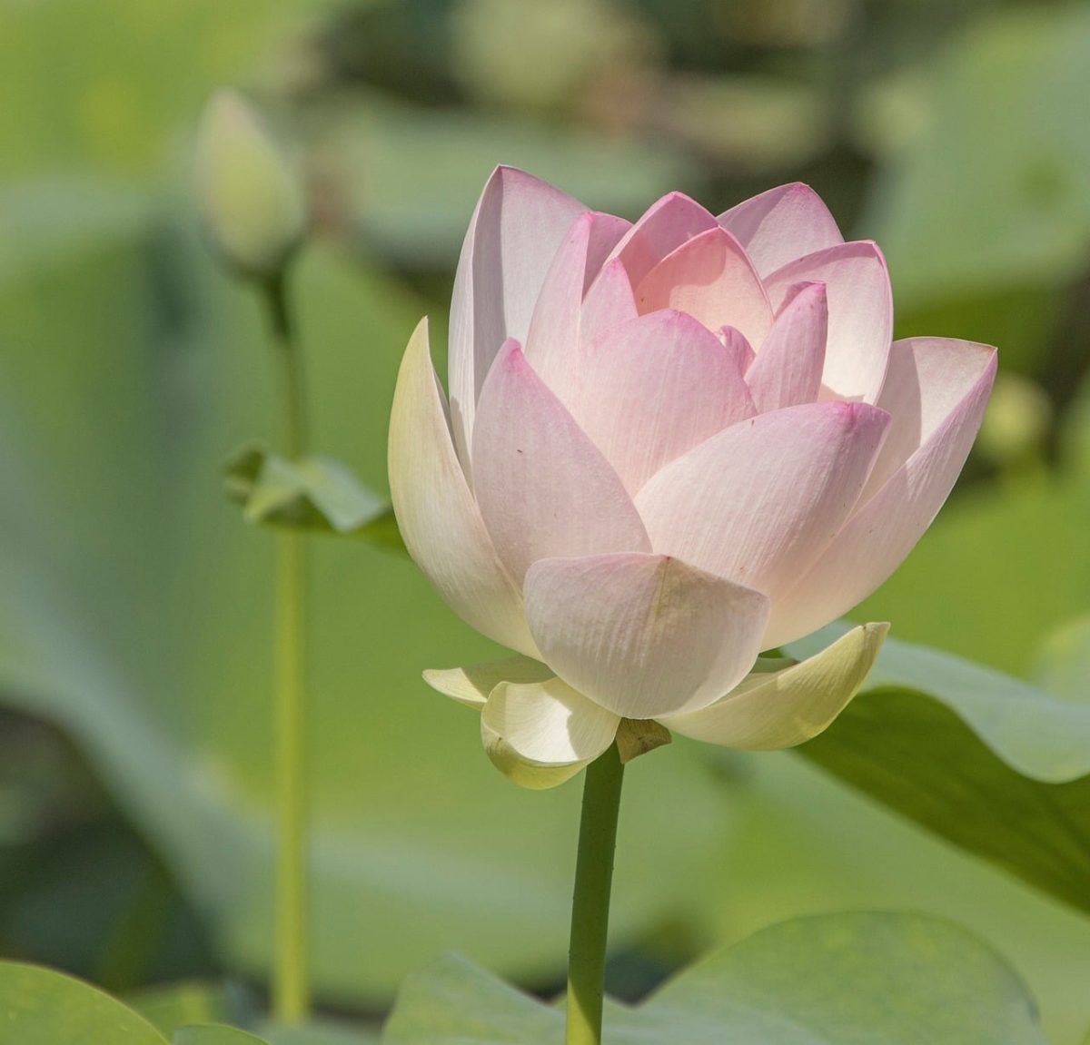 lotus, beautiful flowers, flower, bloom, flower wallpaper, petals, pond, pink, natural, tranquility, zen, japanese garden, summer, flower background, meditation, aquatic plant, leaves, calm, beauty, purity, nature, refreshing, inspirational, lotus flower