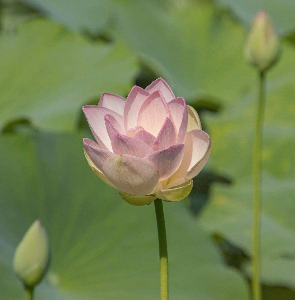 lotus, flower, petals, bloom, pond, leaves, serenity, natural, beauty, winter calm, lotus flower, pink, yellow, summer, zen, harmony, water plant, garden, botany, meditation