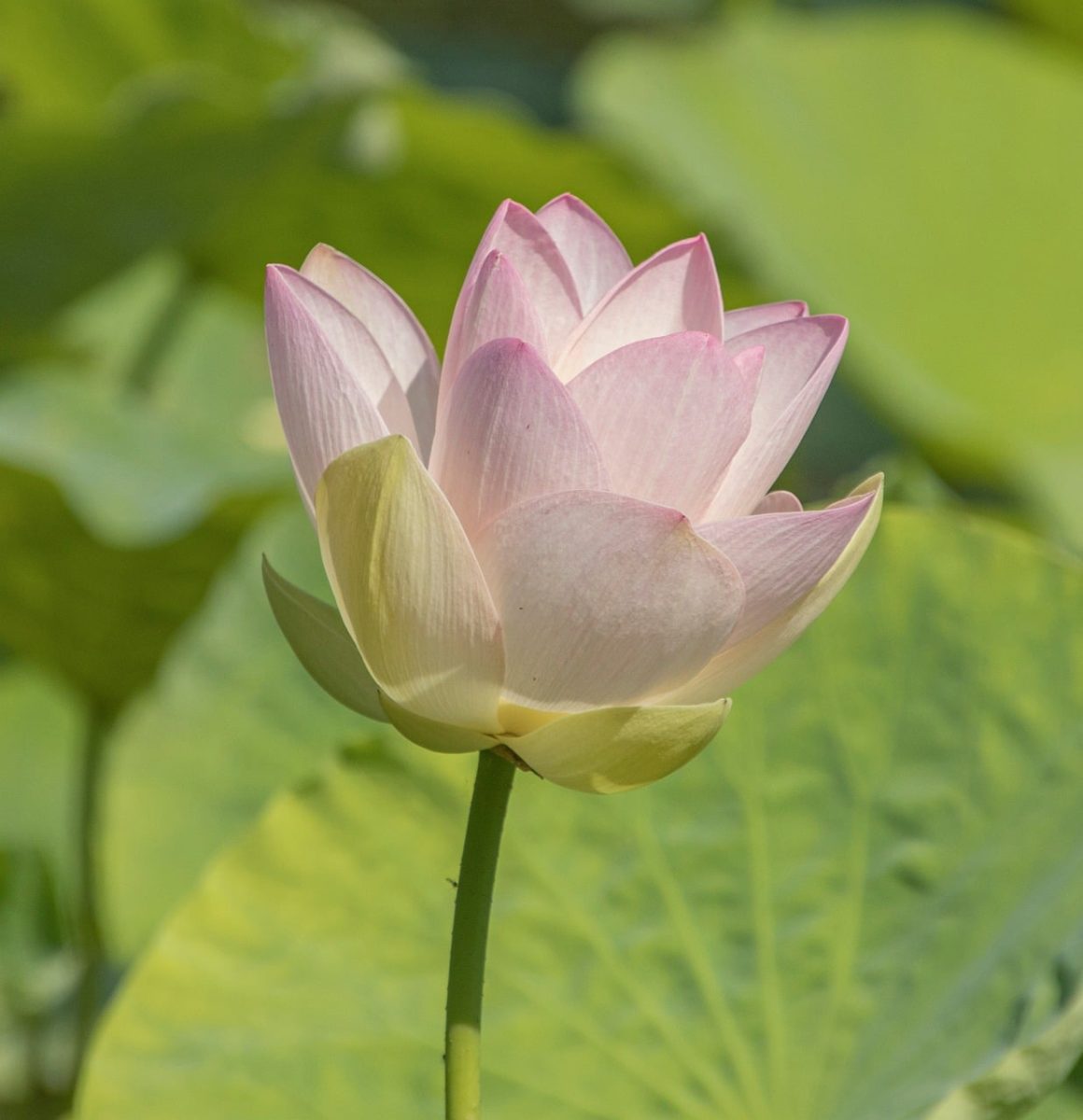 lotus flower, pink petals, bloom, garden, nature, zen, calm, leaves, lotus pond, asian culture, harmony, purity, summer breeze, floral, ethereal, beauty, water feature, zen garden, relaxing, botany, meditation