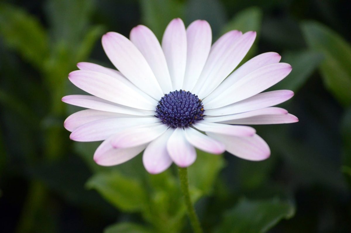 flower, white, purple, cape daisy, beautiful flowers, flower background, cape marigold, paternoster, blooming, garden, outdoors, plant, simple beauty, macro, green, details, central, nature, lighting, blossom, flower wallpaper, close-up photo, decorative