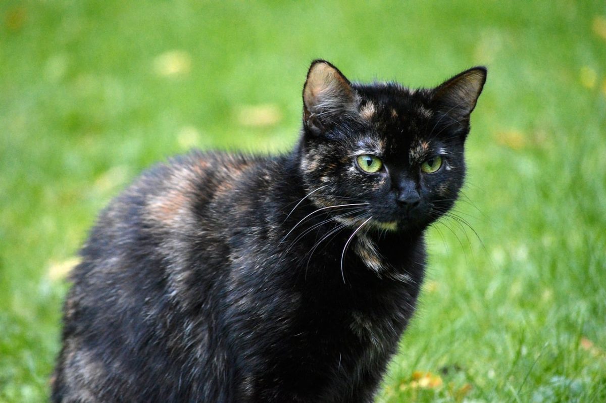 cat, cat outside, green eyes, tortoiseshell cat, grass, pet, animal, snout, cat fur, close-up, light fur, background, outdoor, wild, detailed shot, soft, cat eyes, whiskers, cat portrait, bright colors