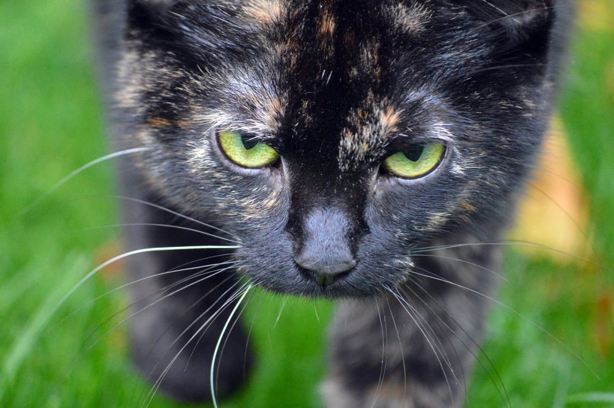 cat, predator, eyes, outdoors, grass, focused, fur, camouflage, whiskers, animal portrait, stalking, stare, pet, calm, prominent, alert, feline, home, cunning, blonde