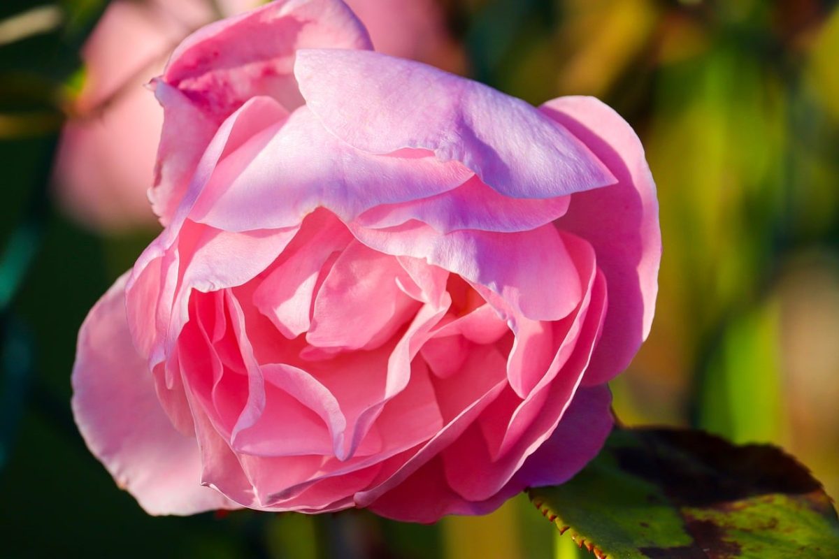 rose, pink, beauty, close-up, garden, bloom, romance, nature beauty, green background, petals, fragrant, natural, nature, detail, cheerful, flowering plant, charming, plant anatomy, morning light, harmony