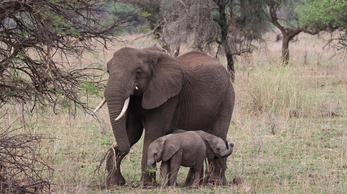 elephants, serengeti, tanzania, wildlife, safari, mother and baby, nature, animal, mammals, savanna, peaceful, protected area, family bond, nature reserve, african animals, elephant calf, offspring, wilderness, skin, young