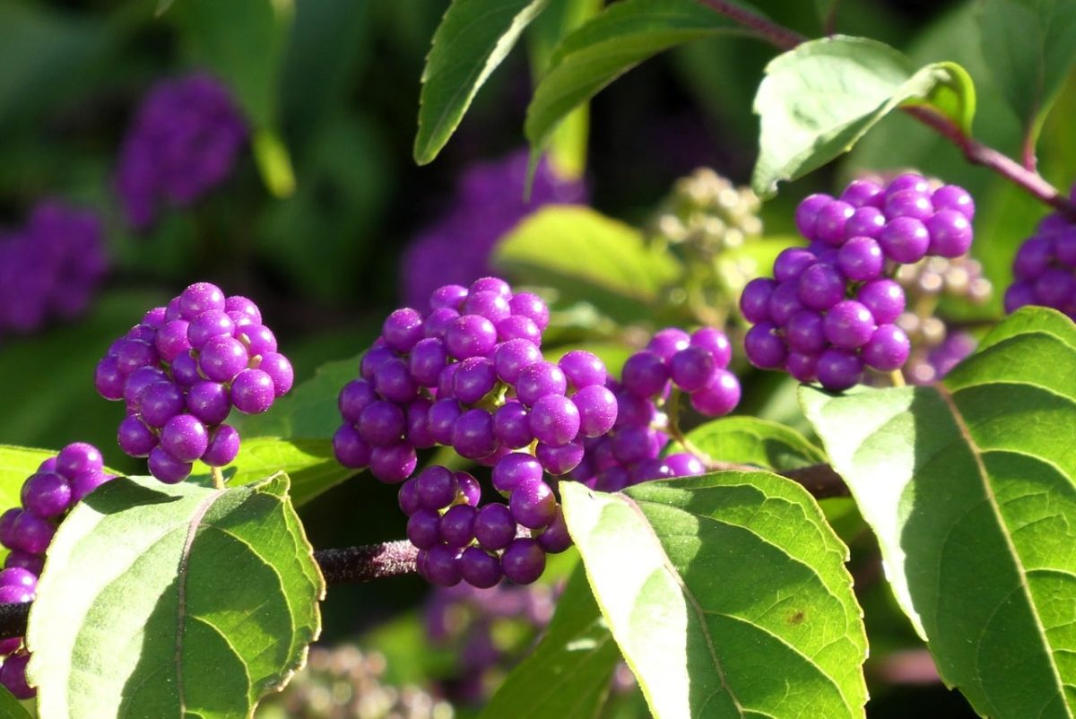 american beautyberry, callicarpa, purple berries, shrub, nature, autumn, garden, beauty fruit, flora, botany, details, image details, colors, purple, green, beautyberry, blooming, outdoors, decorative, outdoor plant, close-up