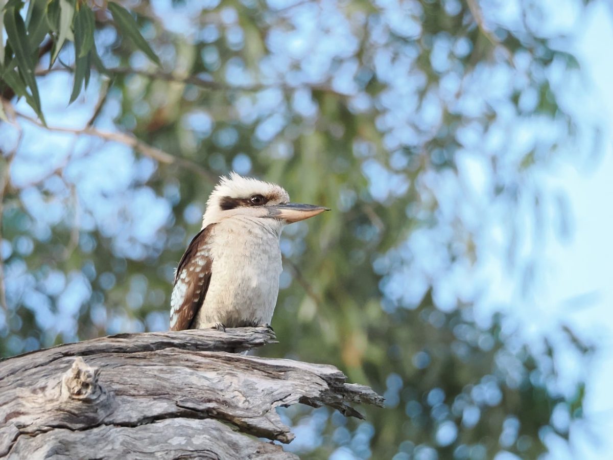 kookaburra, bird, nature, wildlife, fauna, kingfisher, forest, avian, bark, tree, leaves, branches, daylight, perching, wings, natural landscape, bird in nature, meadow, corn, eucalyptus, natural light