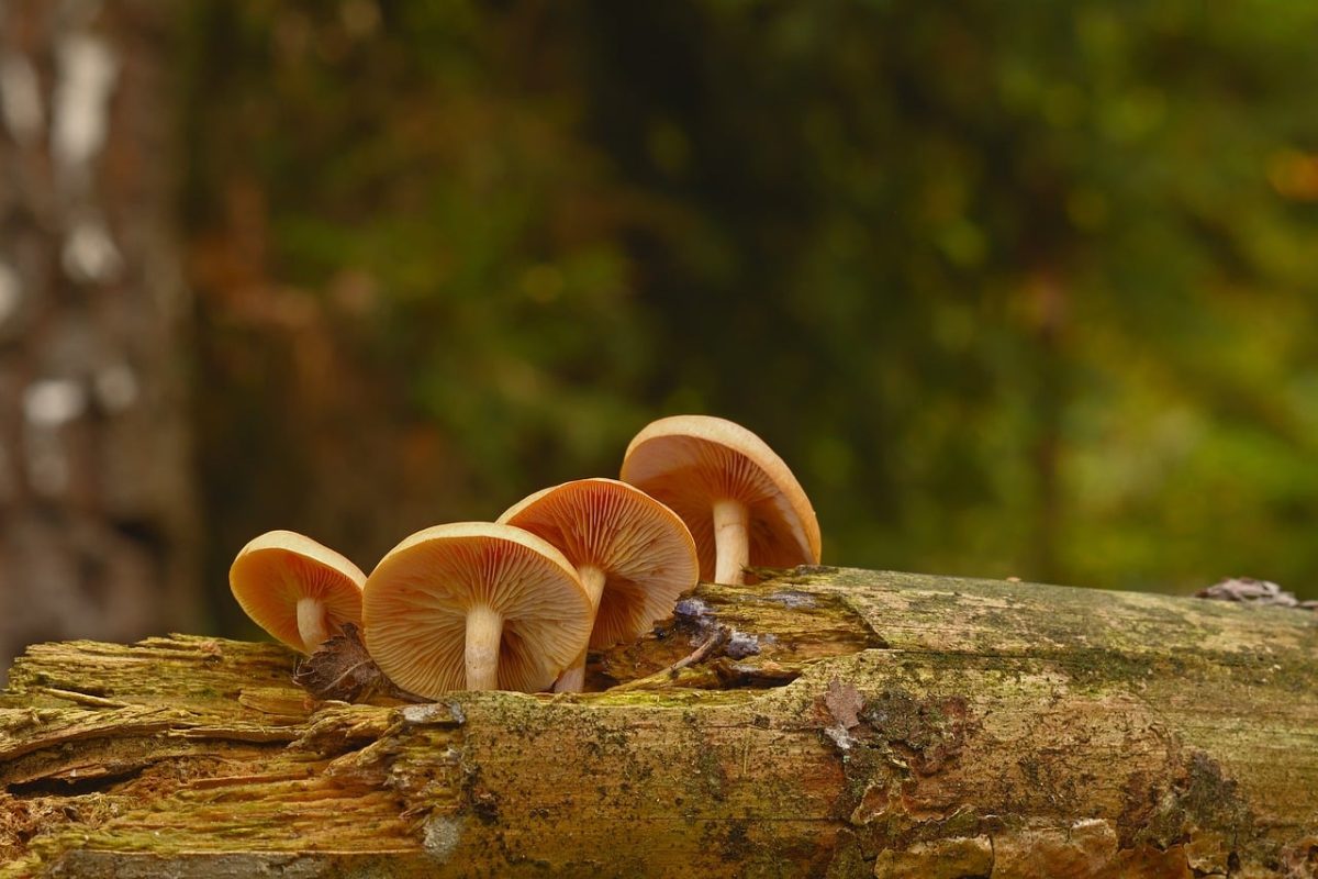 mushrooms, forest, log, gills, nature, root, forest floor, autumn, vegetation, fruiting body, macro photography, close-up, moss, ecosystem, natural beauty, environment, natural habitat, biotope, mycology