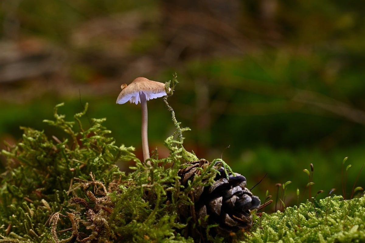 mushroom, autumn, forest, moss, pine cone, macro, nature, detail, soil, small, ecosystem, habitat, growth, color, natural, naturaltextures, biology, microworld, fungal, flora