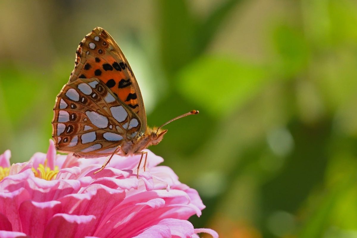 butterfly, nature, zinnia, blossom, close-up, wing, mother-of-pearl, insect, garden, summer, winged, colorful, area, detail, photography, outdoor, bright, gift, environment, life, jealousy