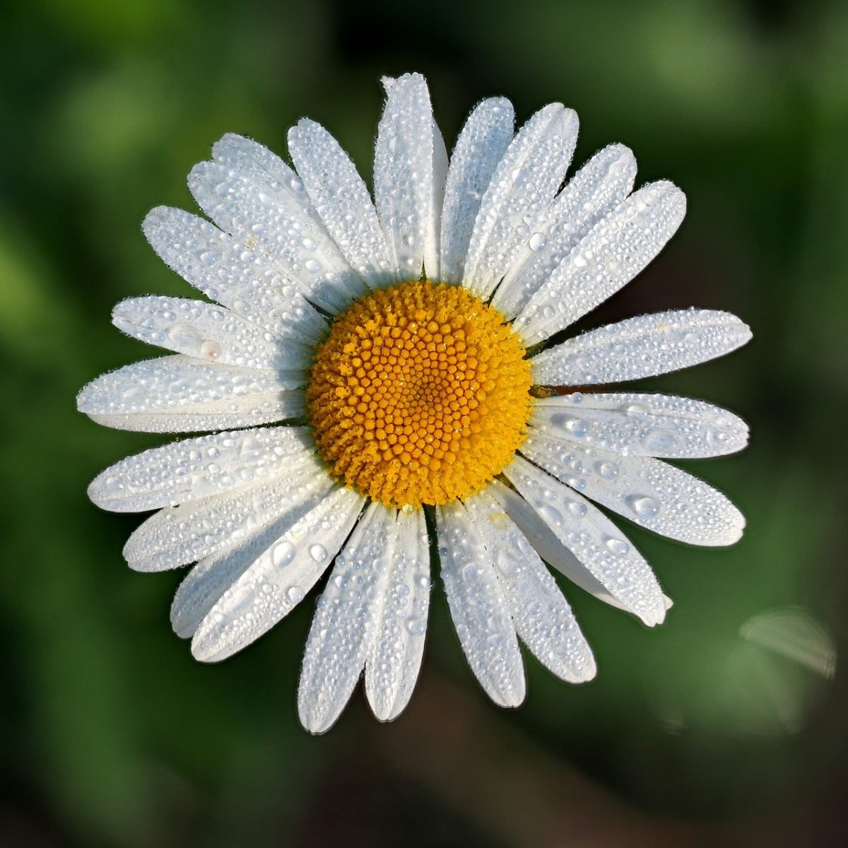 daisy, water droplets, nature, garden, macro, flower, petals, blooming, dew droplets, flower wallpaper, natural beauty, white petals, outdoor, green background, sunny, beautiful flowers, clear, photography, purity, flower background, freshness, simplicity