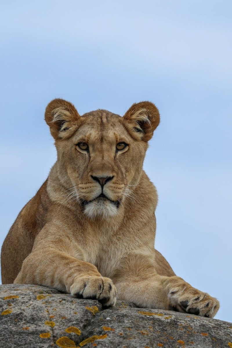 lion, savannah, nature, wild, predator, feline, safari, portrait, animal, eyes, head, mane, clay, lying, trail marker, yellow, sky, animal in nature, dignity, help, preparatory