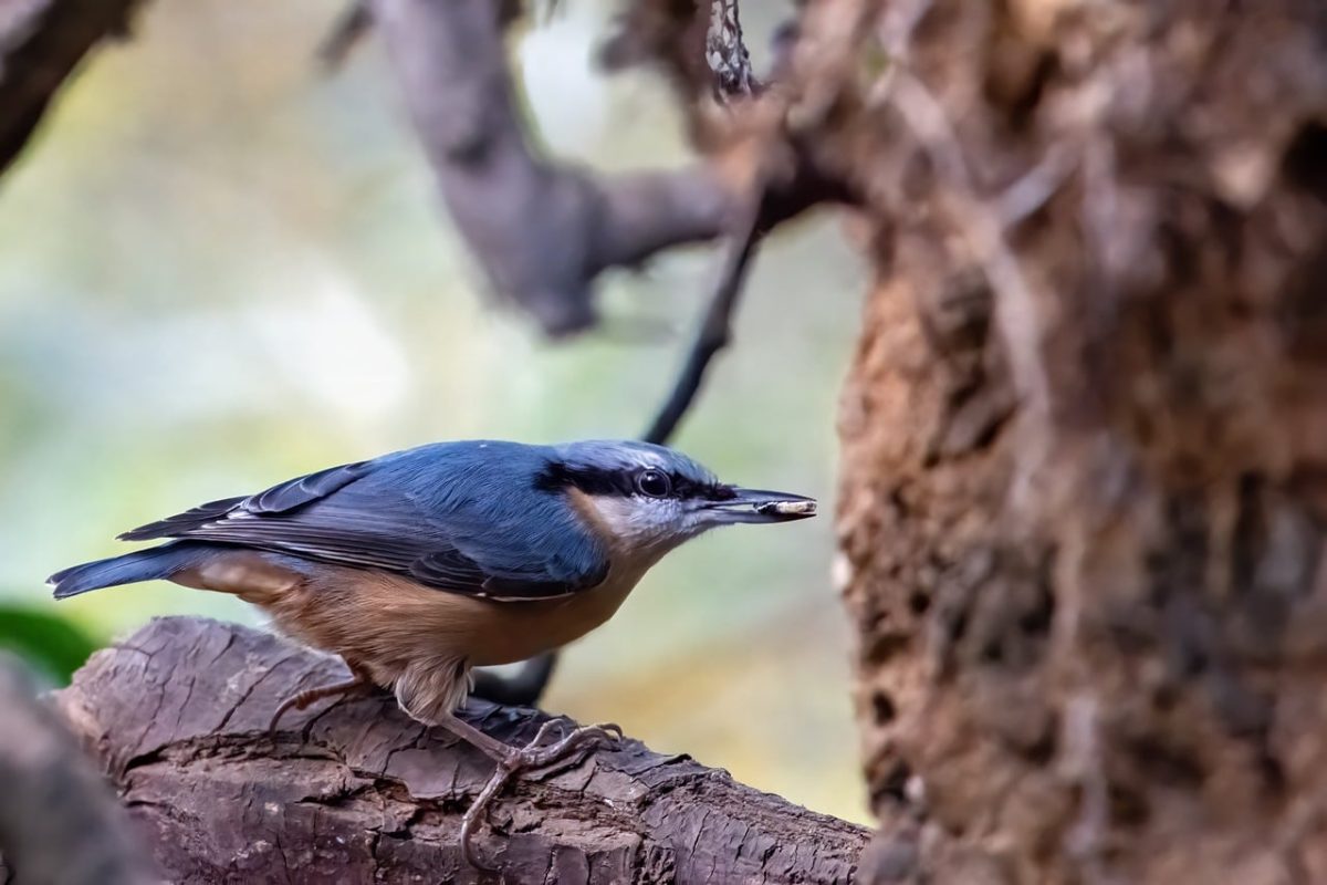 bird, nature, nuthatch, branch, forest, plumage, tree bark, beak, birdwatching, songbird, park, beautiful nature, beautiful bird, feeding nuthatch, nature wallpaper, sharp claws, nature photography, beautiful scenery, calm nature, wildlife