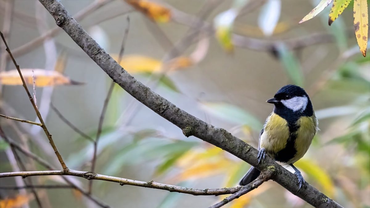 bird, blue tit, beautiful wallpaper, nature, branch, free background, ornithology, garden, feathers, sitting, wallpaper hd, birdwatching, windows wallpaper, flora, mac wallpaper, background, fauna, 4k wallpaper, full hd wallpaper, songbird, bird position, plumage, desktop backgrounds, laptop wallpaper, free wallpaper, hd wallpaper, green background, small animal, colorful bird, cool backgrounds, wallpaper 4k, 4k wallpaper 1920x1080, idyllic, bird life